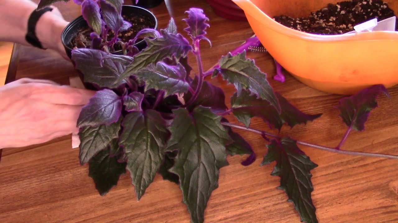 Purple Velvet or passion plant