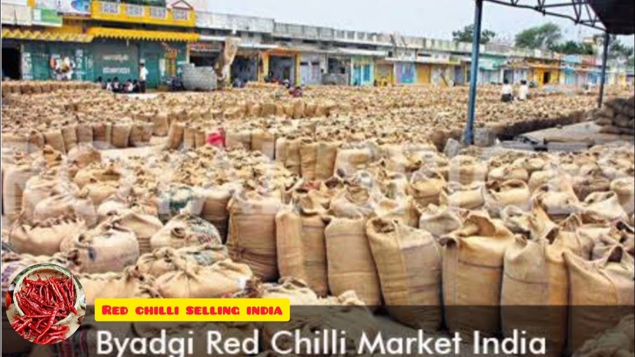 BYADGI CHILLI, BIGGEST CHILLY MARKET IN KARNATAKA | byadgi  mirchi | RED CHILLI SELLING INDIA