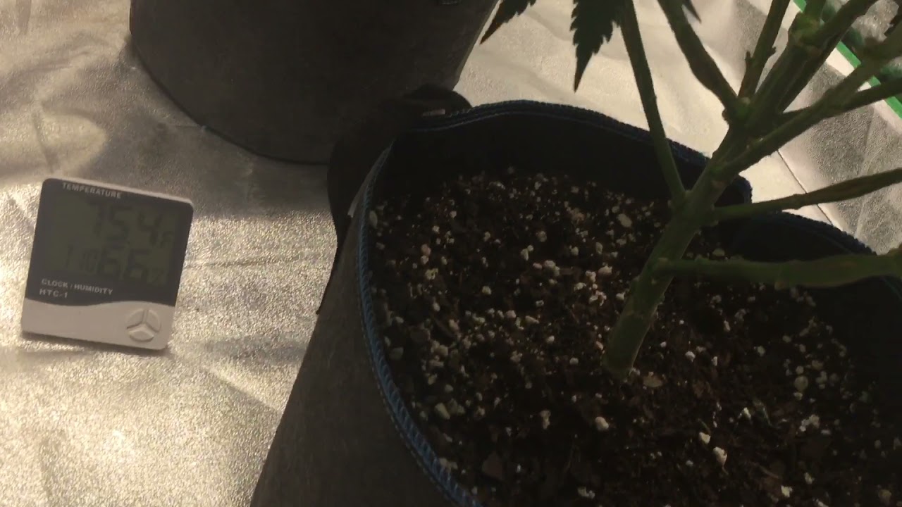 Pacific seeds vs Dutch Seed Bank🏹