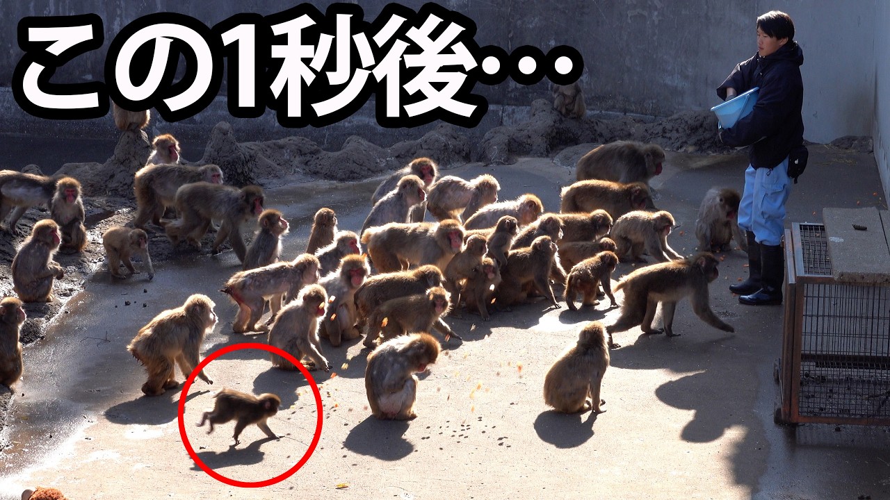 【あざとい】大好きな飼育員さんを離さないパンチくん! 市川市動植物園 &ldquo;ぬいぐるみがお母さん&rdquo;の子ザル「パンチくん」Punch the monkey 　4K　高画質