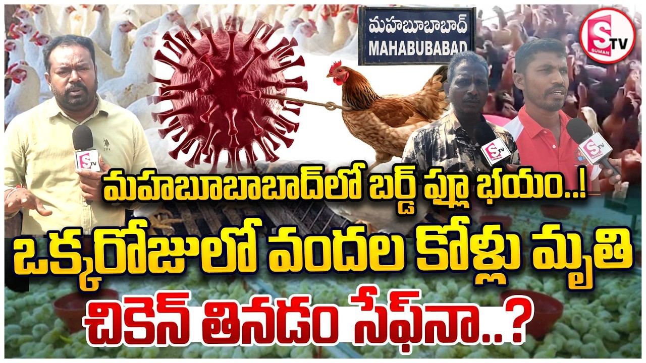 మహబూబాబాద్‌లో వందలకోళ్ల వరుస మృ-తి | 1000 Chickens Incident in Mahabubabad | Bird Flu Suspected? |