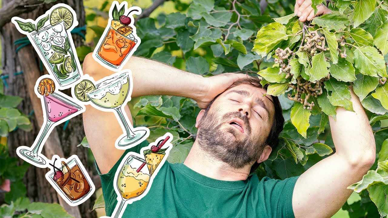 La pianta anti hangover: Hovenia, l'albero dell'uva passa