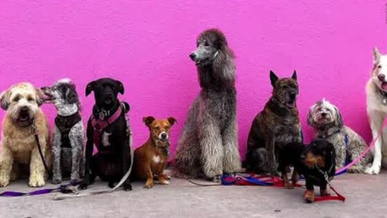 Previewing the 2026 Coolest Dog in Charlotte competition