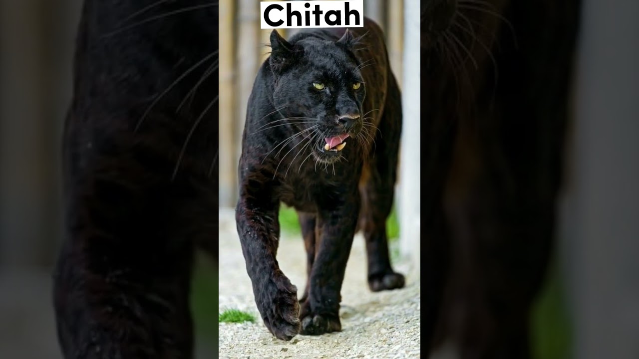 how different animals look melanistic😬⚠️‼️👀#shorts #facts