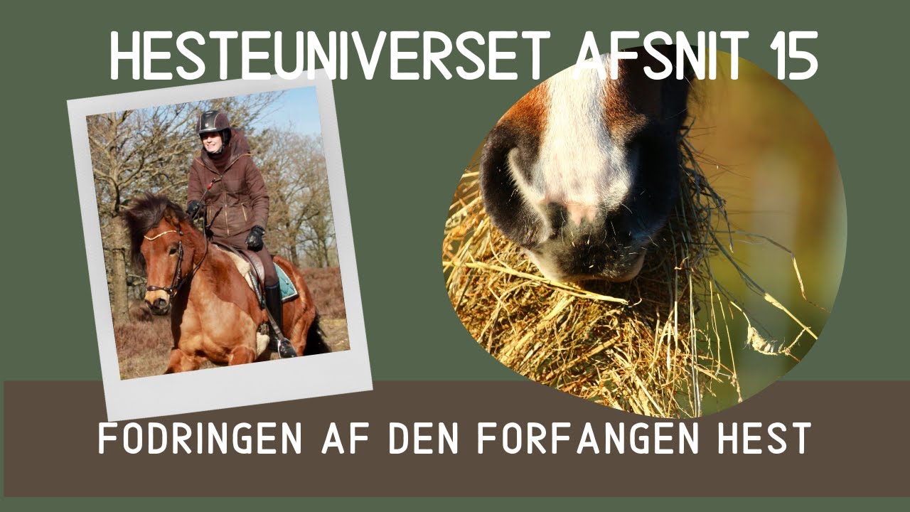HesteUniverset Afsnit 15 - Fodring af den forfangne hest