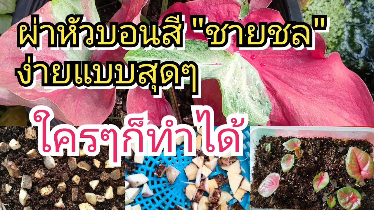 ลองทำดู!! ผ่าหัวบอนสี 