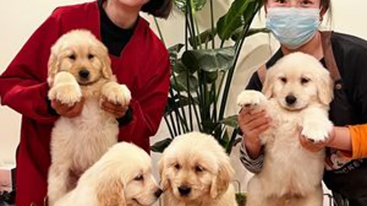 狗狗不舒服的时候其实都会告诉你，所以就需要每个铲屎官都及时处理#萌宠出道计划 #金毛#狗狗：挣点狗粮真不容易