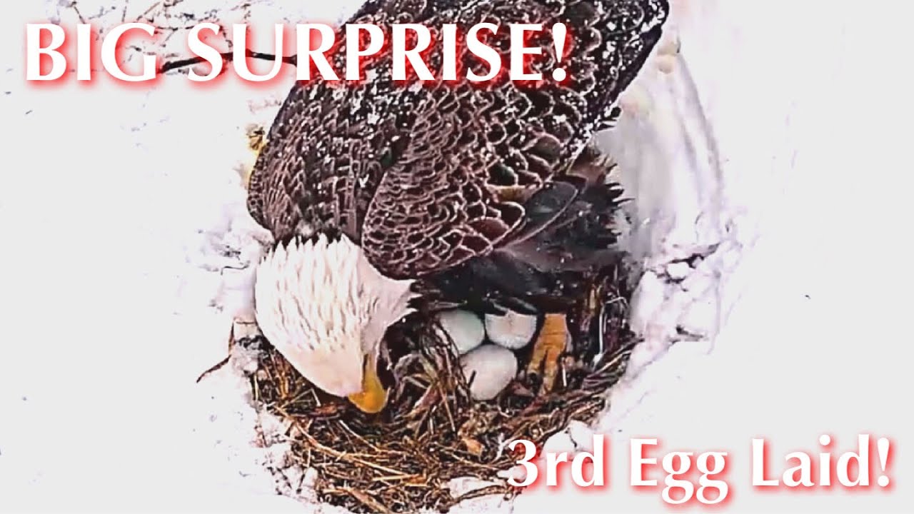 #1🦅BIG SURPRISE🥳3RD EGG LAID🎉🥚🥚🥚／Duke  Farms  Eagle Nest 2026／Duke Mom💗Duke Dad／by Duke  Farms
