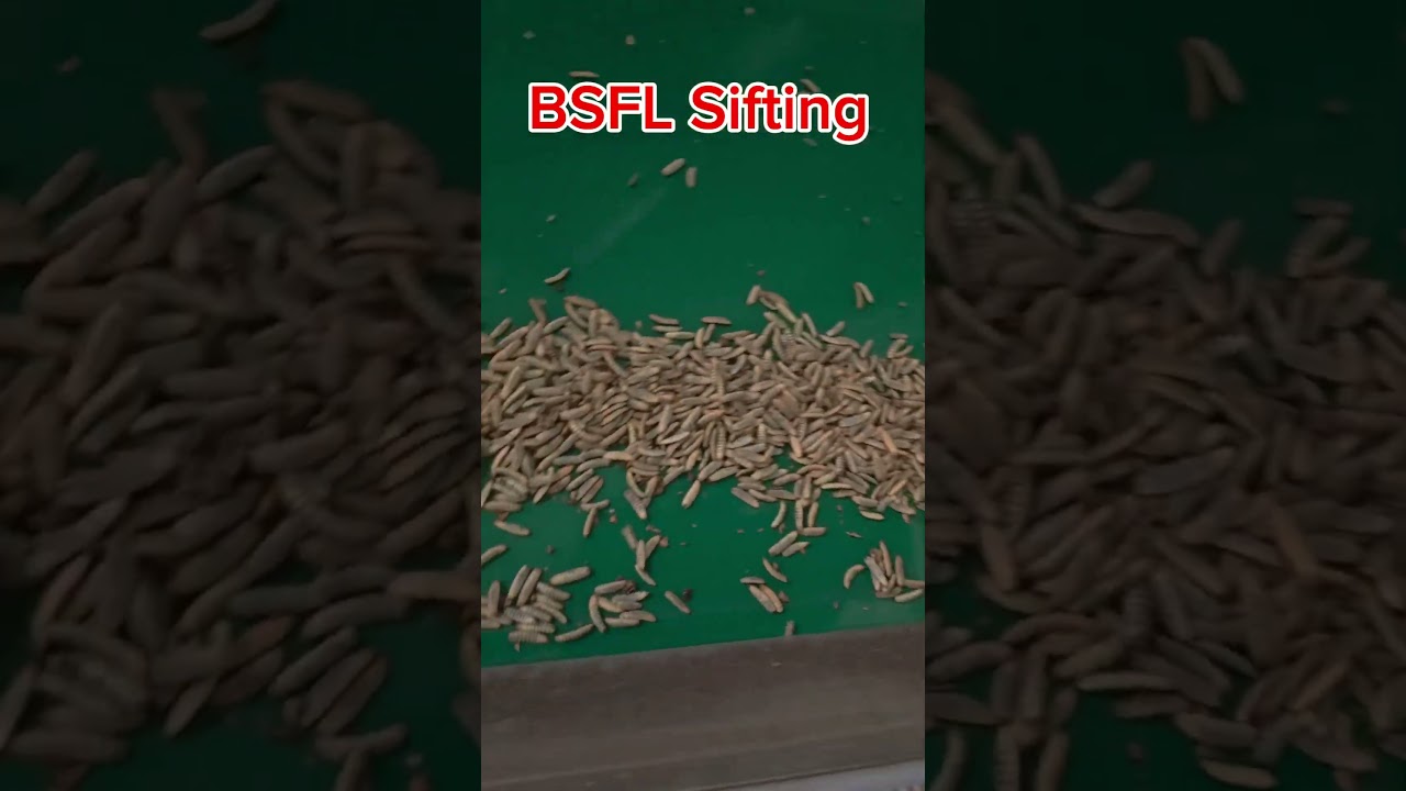 Black Soldier Fly Larvae raised on DDGS. #insect  #insectfeed #soldierfly #feed #petfood