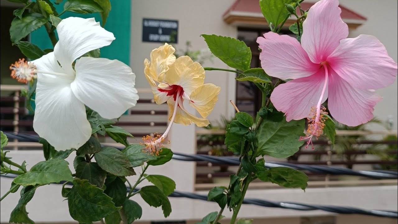 Hibiscus grafting | Grafting kaise karte hain | How to graft plants | gudhal me grafting kaise kare