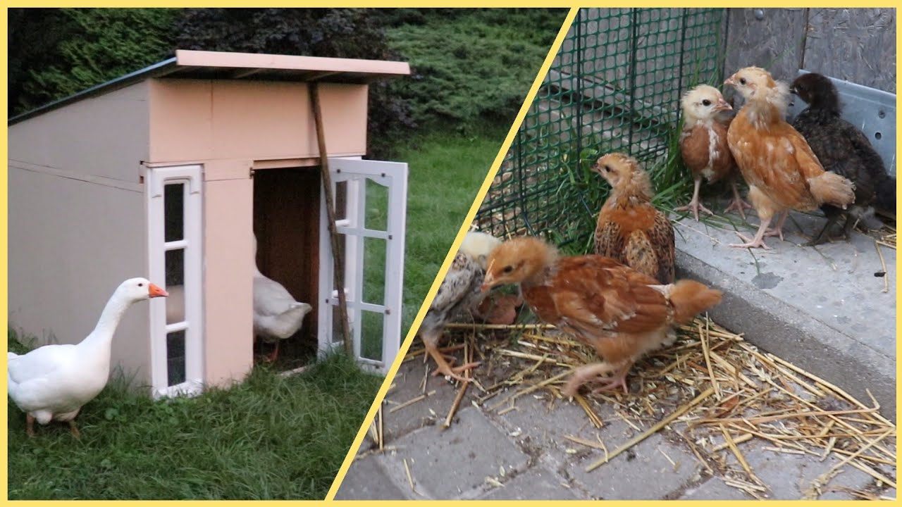 Gęsi to ciężkie zwierzęta ...