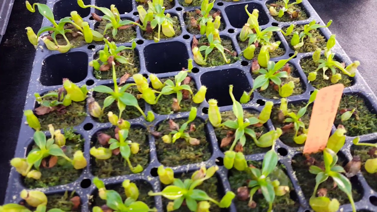 New Exclusive Nepenthes Hybrids
