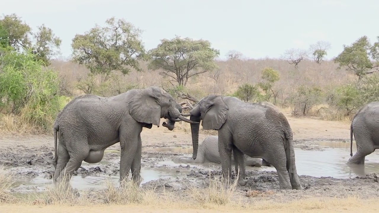 Elephant Bulls wallowing in  the muddy waterhole Kruger National Park