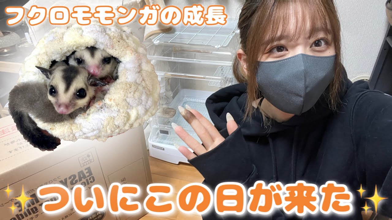 フクロモモンガのケージセッティングからレイアウトまでご紹介！　ついに大人用ケージへ✨