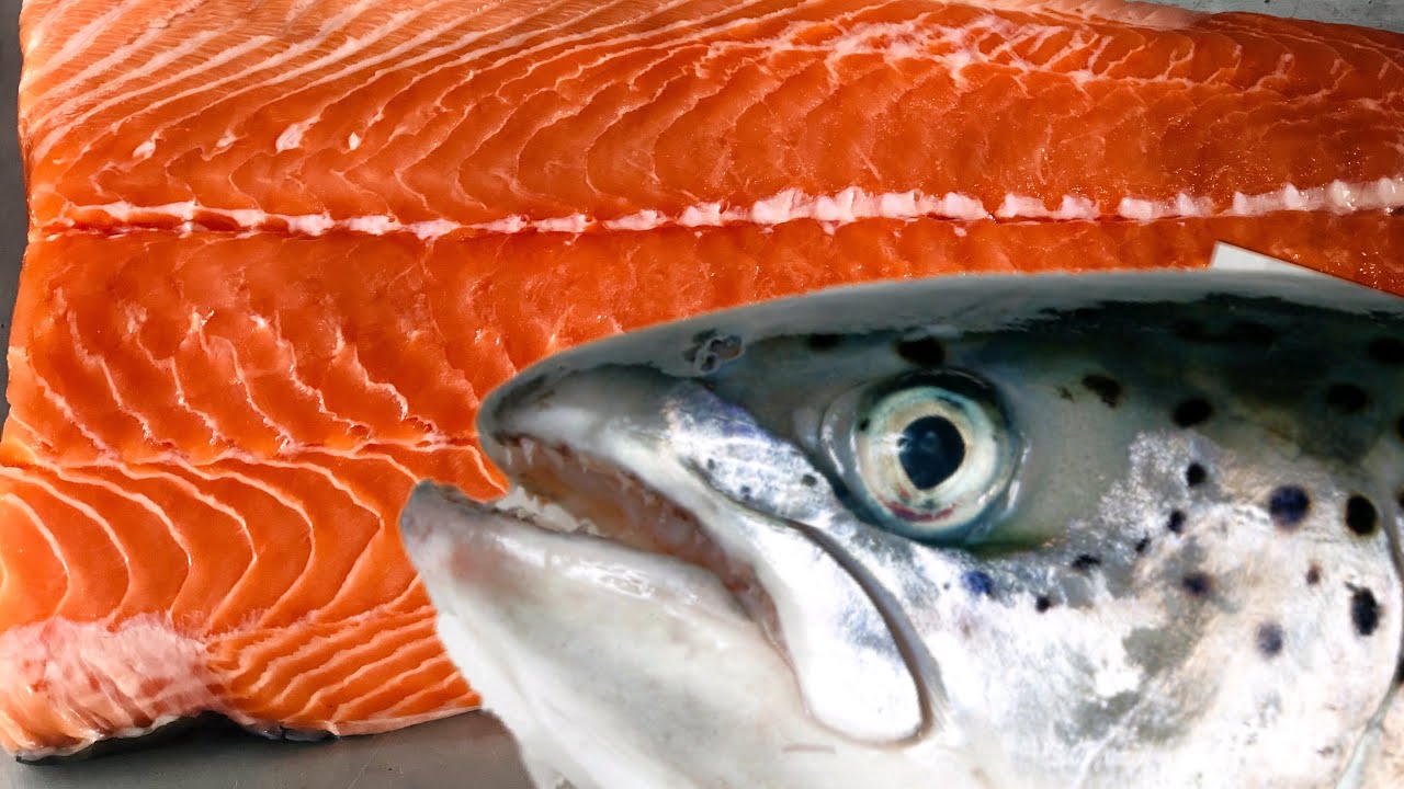 TÉCNICA COMO CURAR O SALMÃO E HIGIENIZAR DEIXANDO 100% | SUSHI E SASHIMI | MARIDO NA COZINHA