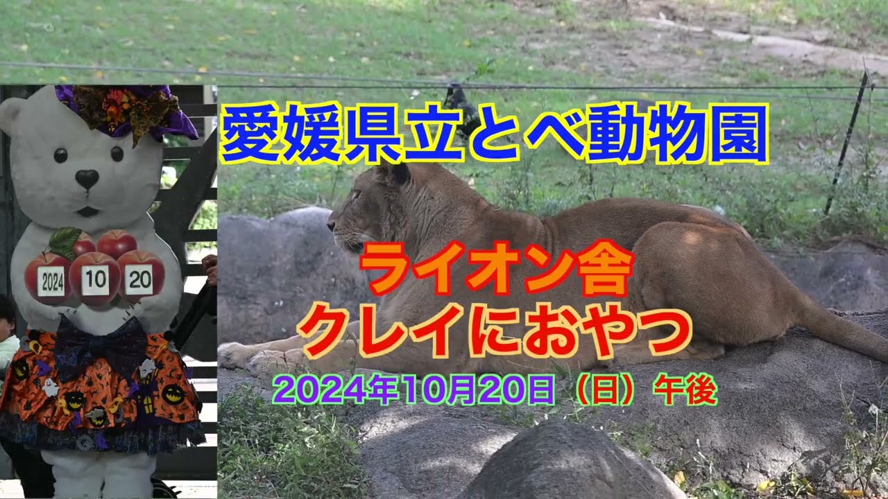 とべ動物園 ライオン舎 クレイにおやつ 20241020