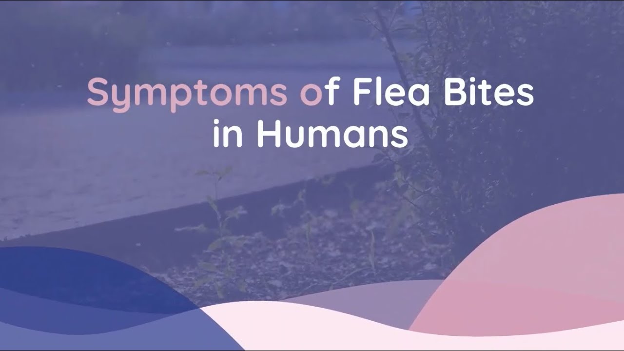 The Symptoms and Treatments for Flea Bites | Family Medicine Austin