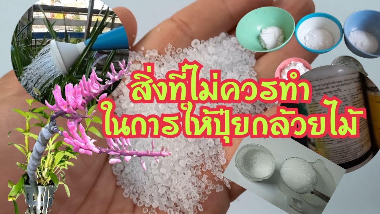 สิ่งที่ไม่ควรทำในการให้ปุ๋ยกล้วยไม้( ปุ๋ยกล้วยไม้@มิสเตอร์ชล )