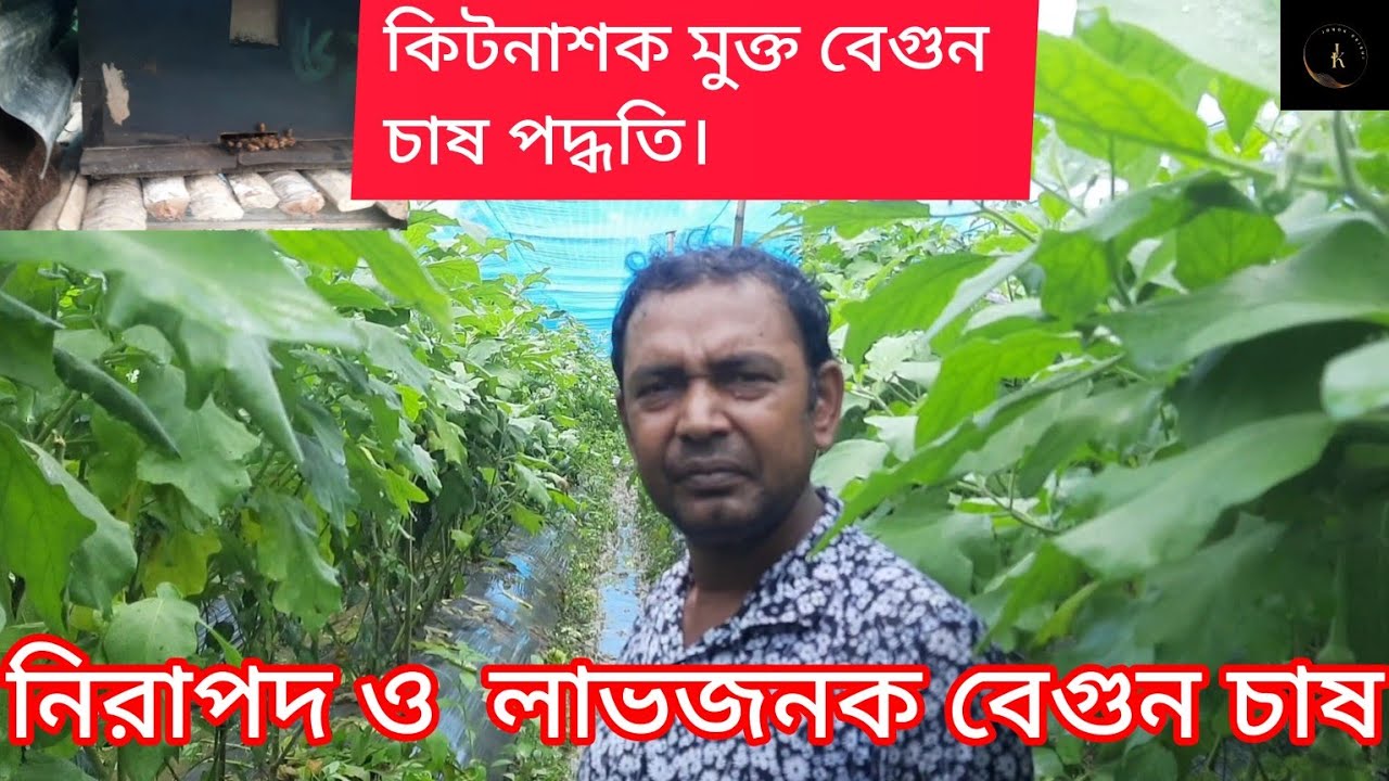 কিটনাশকমুক্ত বেগুন চাষ পদ্ধতি। নিরাপদ ও লাভজনক বেগুন চাষ।