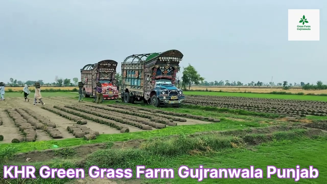 #KoreanGrass #CarpetGrass #FineQuality #gujranwala #greengrass