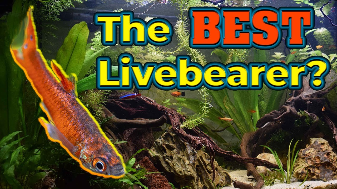 Why Endler’s Livebearers Are the BEST Fish for Beginners