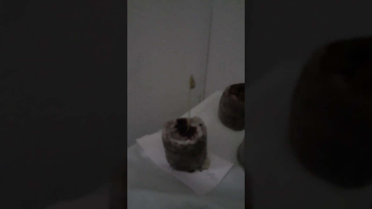 Germinacion auto mandarina xl , maxi haze y auto mass