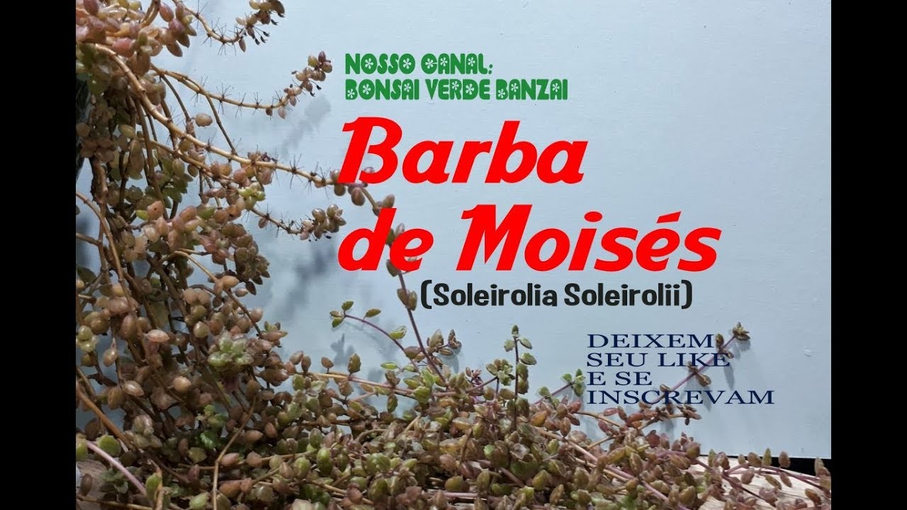 A Barba de Moisés (Plectranthus prostatus), Lágrimas de bebê, especial pra você.