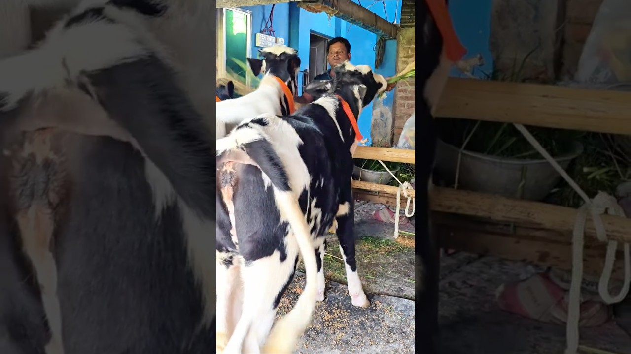 3 high quality Frisian bacchanalia! #short #shorts #youtube #shortvideo #youtubeshorts