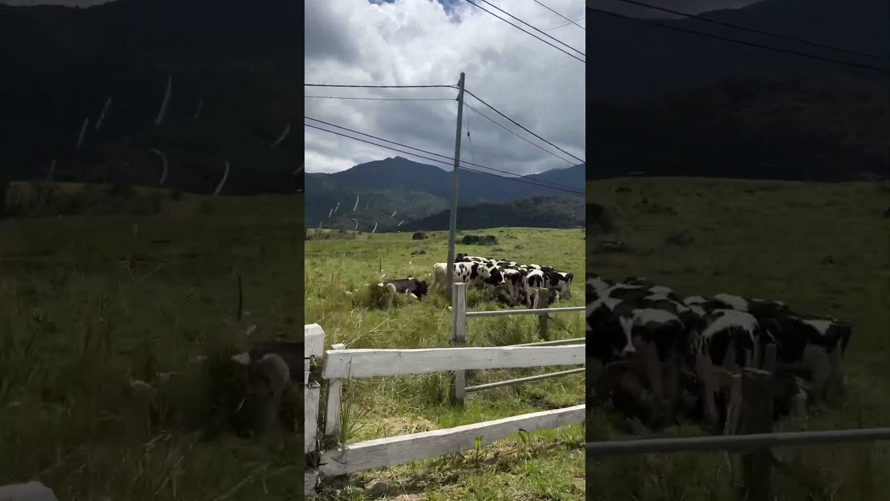 Escape to the countryside at Desa Dairy Farm!🏔️#sabahtravel #farmlife
