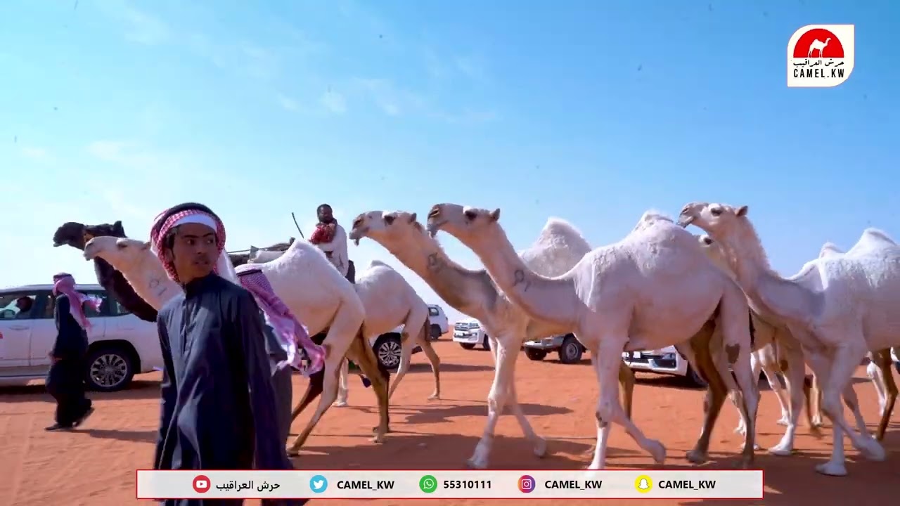 طافحان الغزايز مسيرة  رفاعي بن مناحي العجمي #مهرجان_الملك_عبدالعزيز_للإبل7