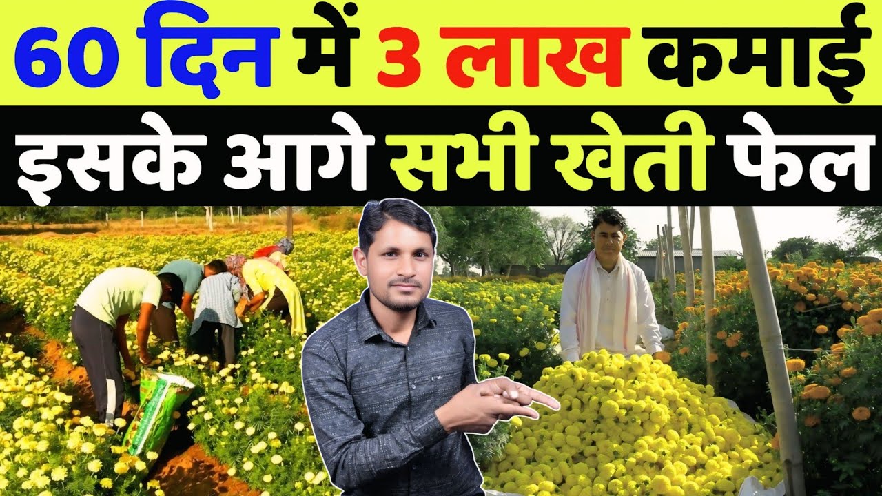 गेंदा के फूलों की खेती कब और कैसे करें | genda ki kheti kab kare | genda ki kheti kaise karen