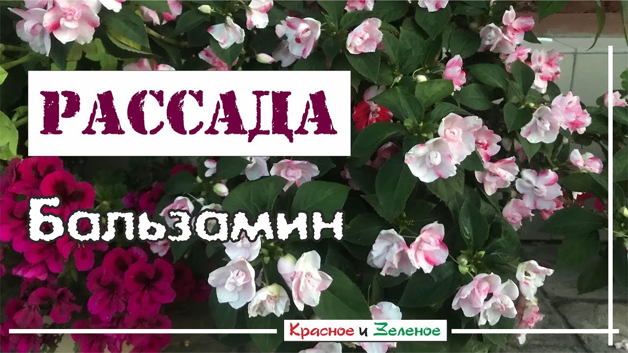 Рассада БАЛЬЗАМИНА. Выращиваем правильно