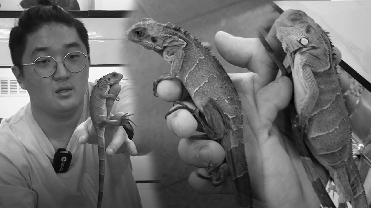 RIP.. HANYA HITUNGAN JAM DI REPTILETOPIA..
