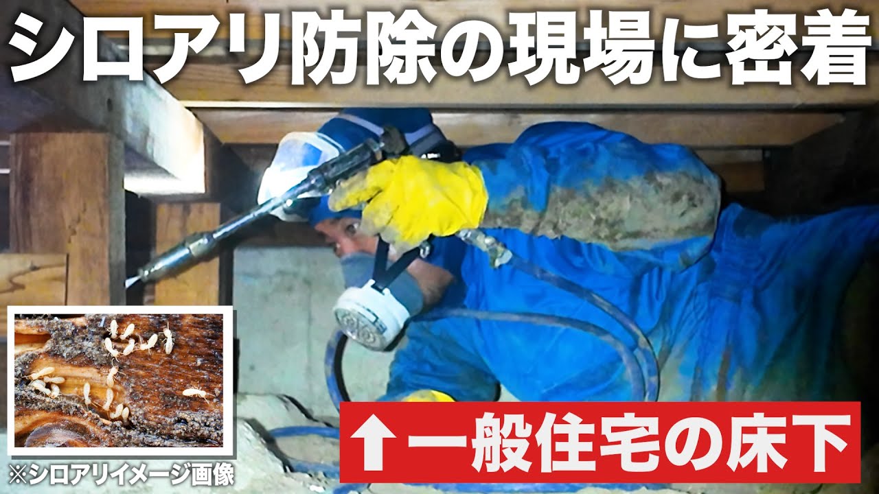 【シロアリ対策】プロが行うシロアリ現場を徹底解説【閲覧注意】