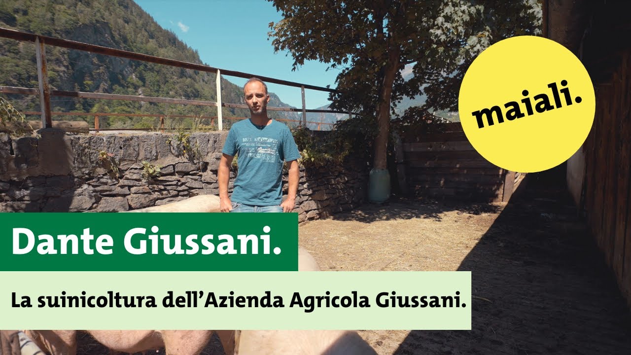 La suinicoltura dell’Azienda Agricola Giussani