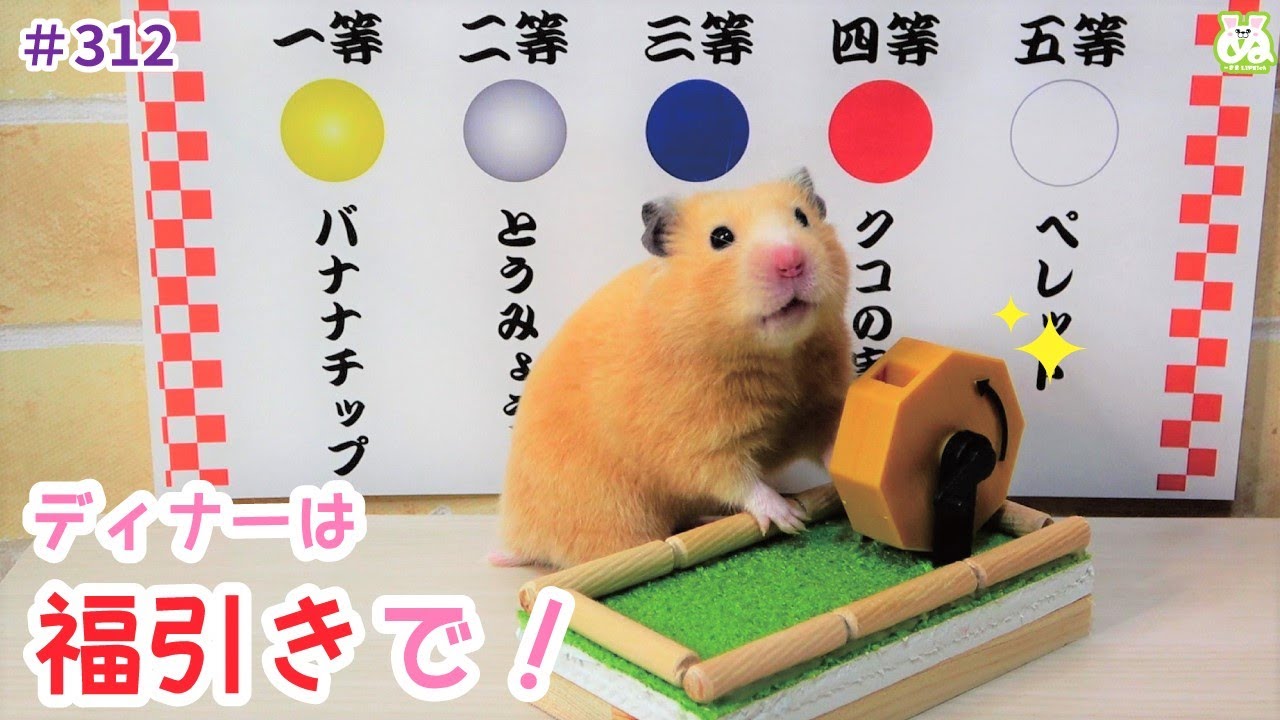 ハムスターの運命は、飼い主の引きの強さによって決められる…。