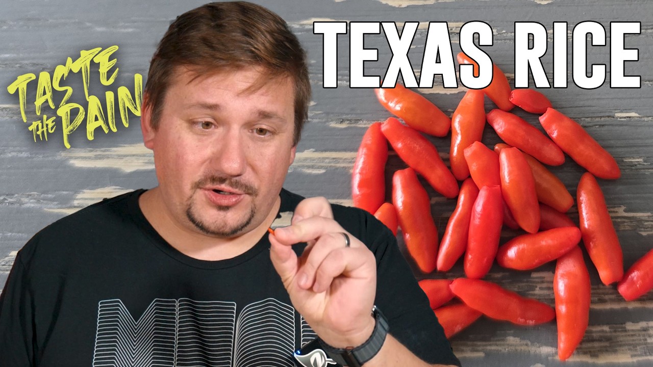 Texas Rice Pepper: Tiny Pepper, Big Spice