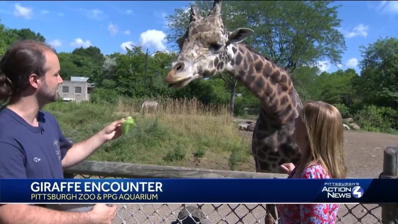 The giraffe encounter at Pittsburgh Zoo