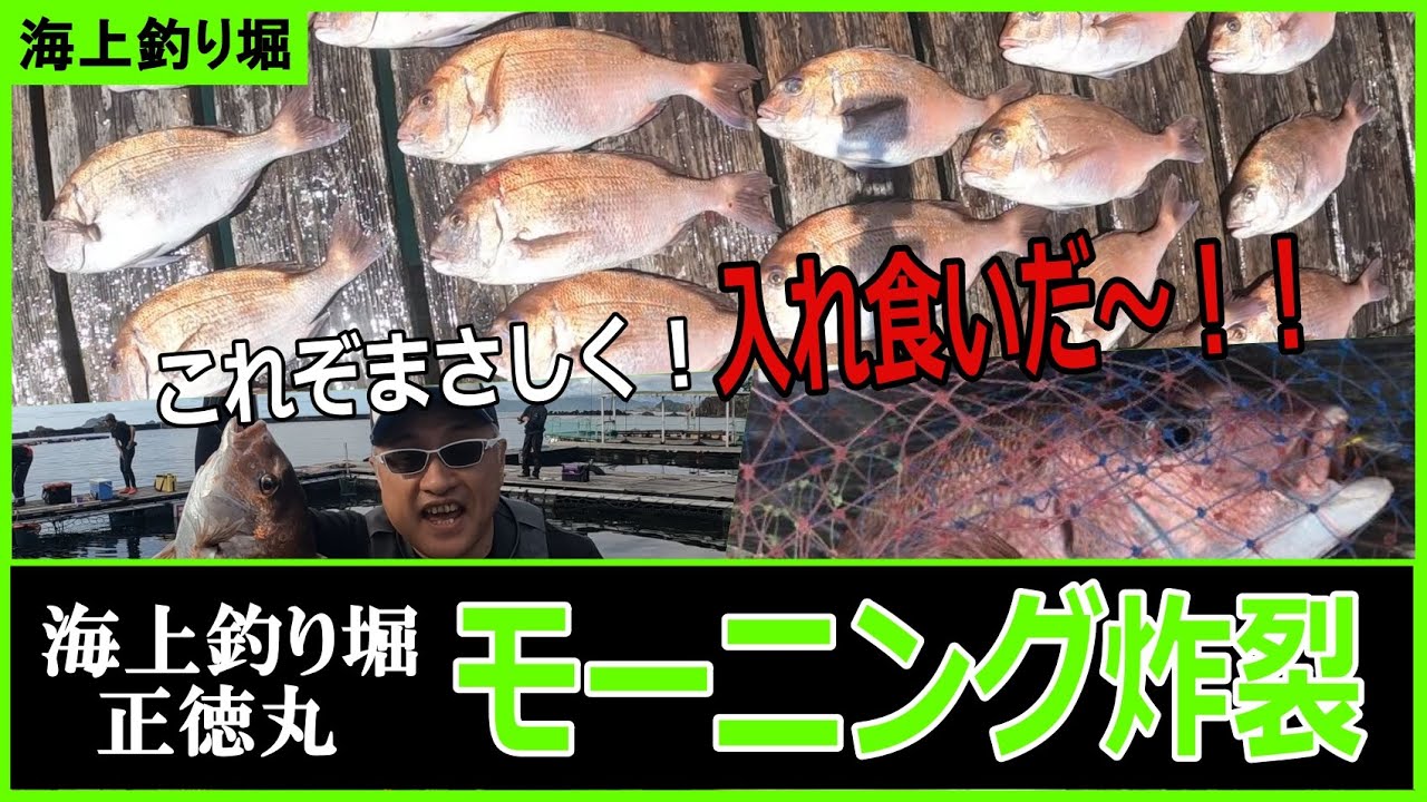 【海上釣り堀】正徳丸で真鯛のモーニング！まさに入れ食いを堪能してきました！！もちろん青物も絶好調です♪
