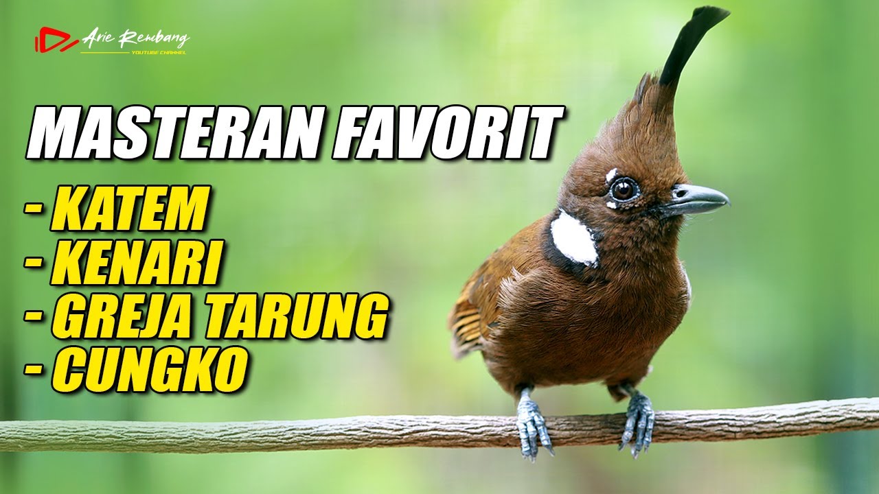 MASTERAN FAVORIT KATEM - KENARI - GREJA TARUNG - JENGGOT - CUNGKO