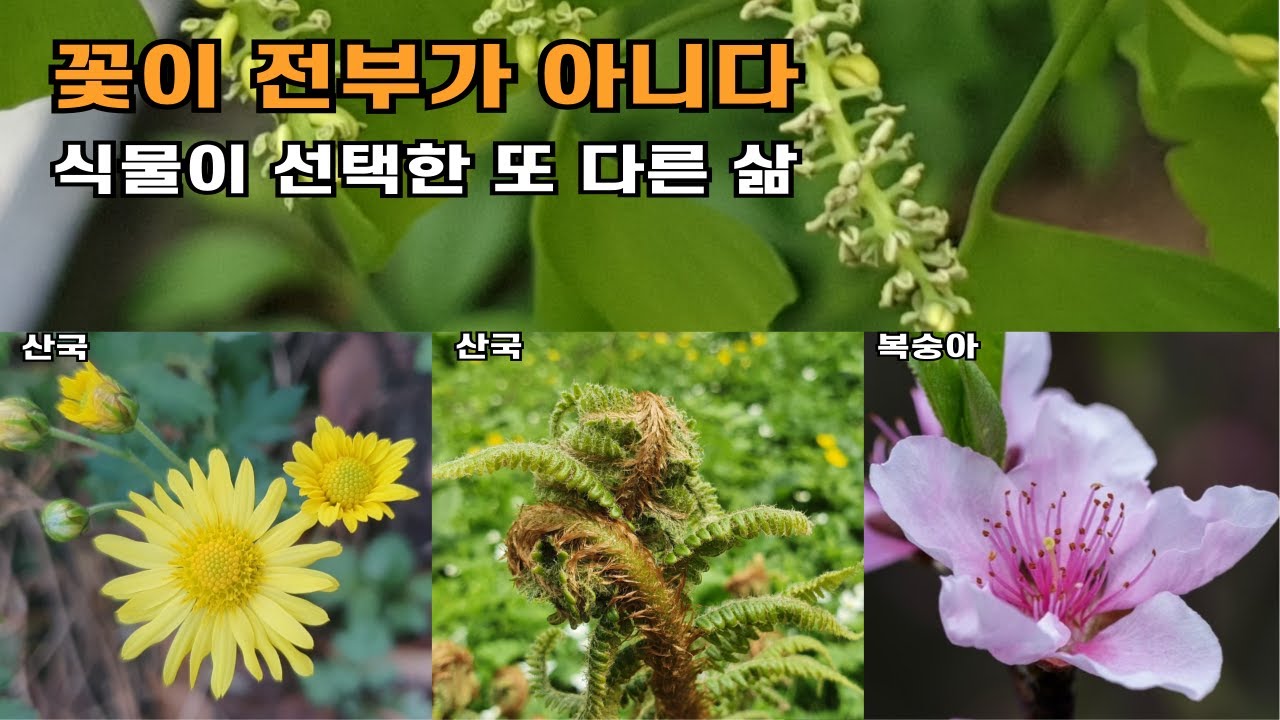 식물은 모두 꽃을 피울까? 우리가 몰랐던 식물의 진실