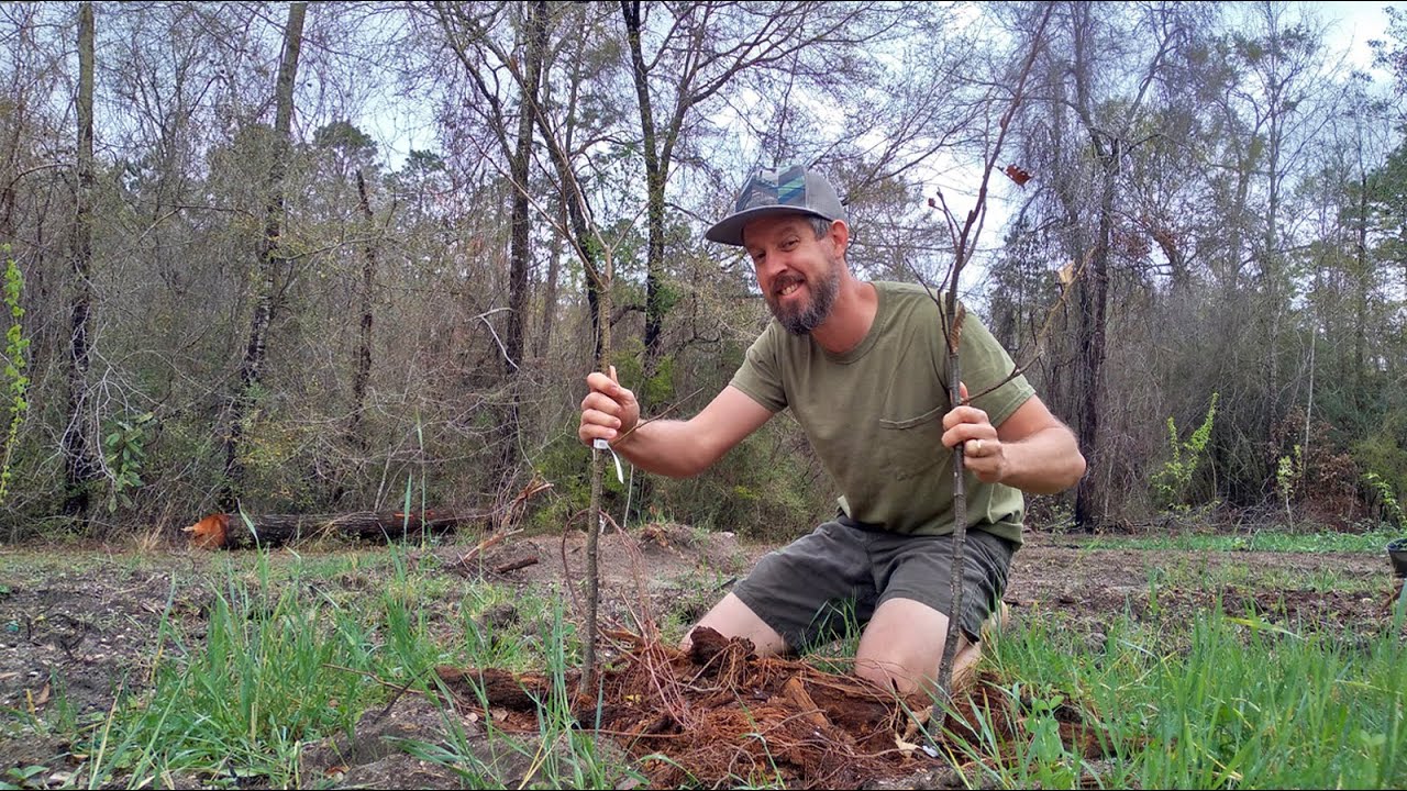 Planting Multiple Trees in a Single Hole [Backyard Orchard Culture]