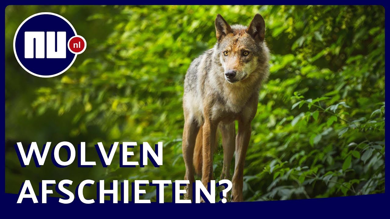 De wolf lijkt een blijvertje: hoe gaan we met het roofdier om? | NU.nl