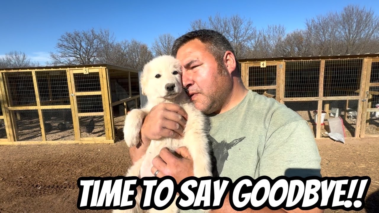 The True Cost of Farm Life: Endless Hours and Heartbreak”