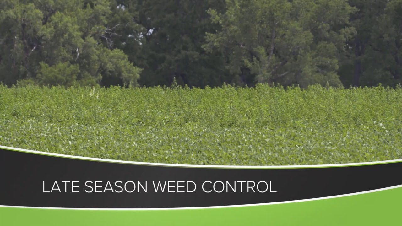 Late Season Weed Control (From Ag PhD #1162 - Air Date 7-12-20)