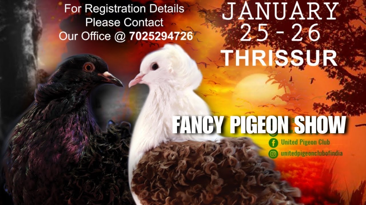 Fancy Pigeon Breed Show 2025 | United Pigeon Club Pigeon Show Kerala | UPC SHOW