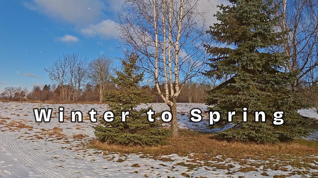 Winter to Spring scenes  ❄️🌤️🌲