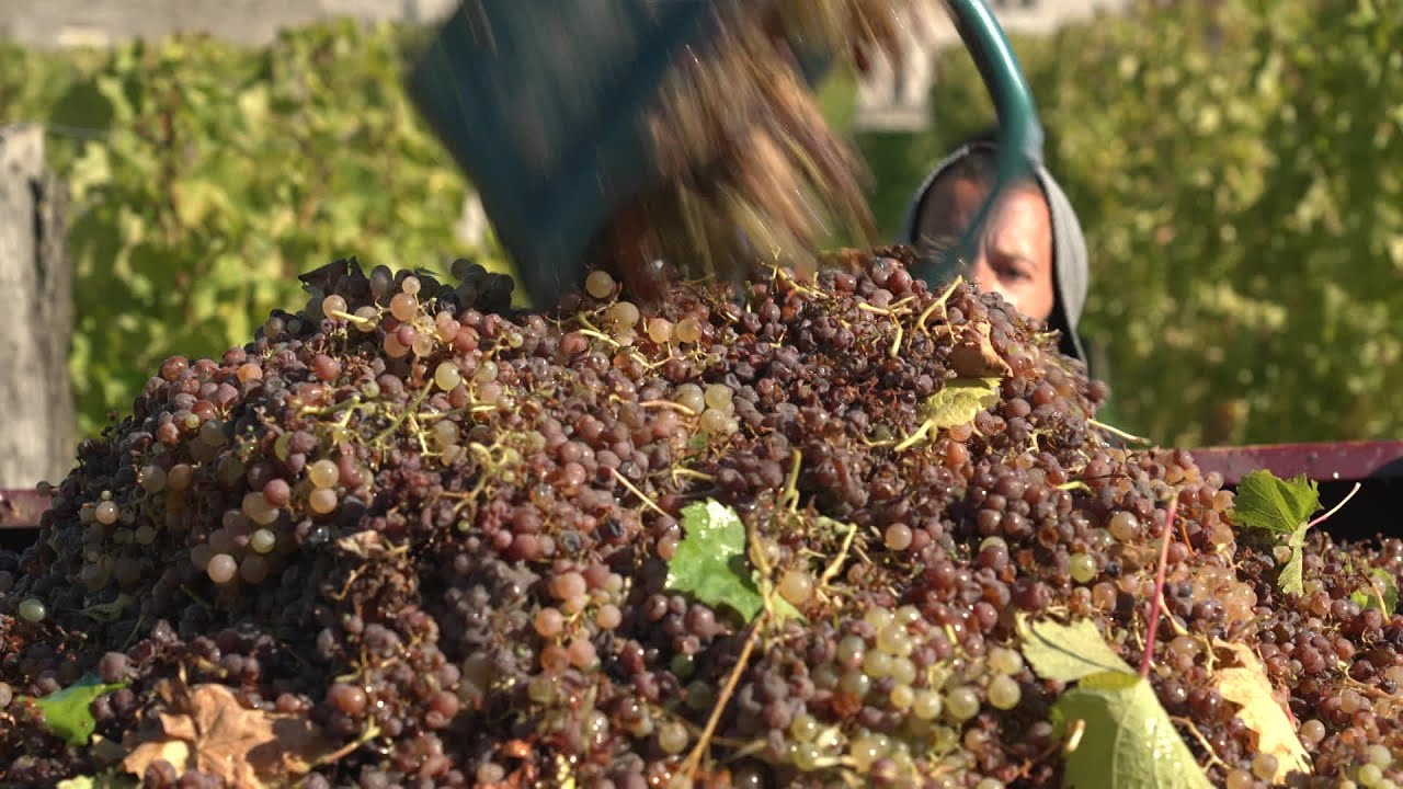 Vendanges : c'est au tour du Monbazillac