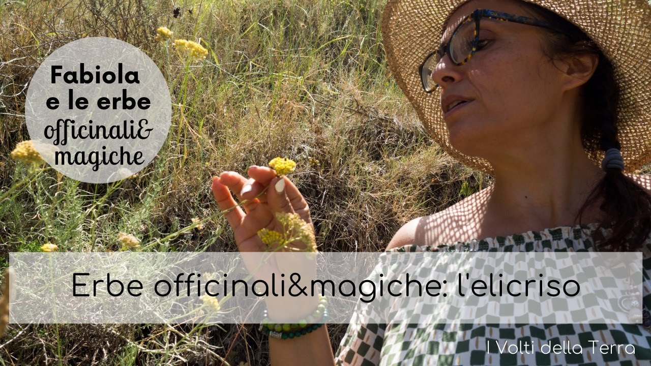 Erbe officinali&magiche: l'elicriso