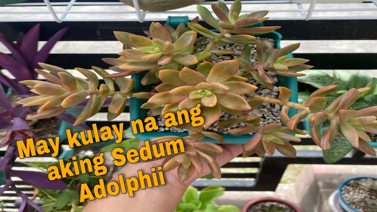 Sedum Adolphii Transformation || Stressed na sya!